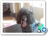 poodle2